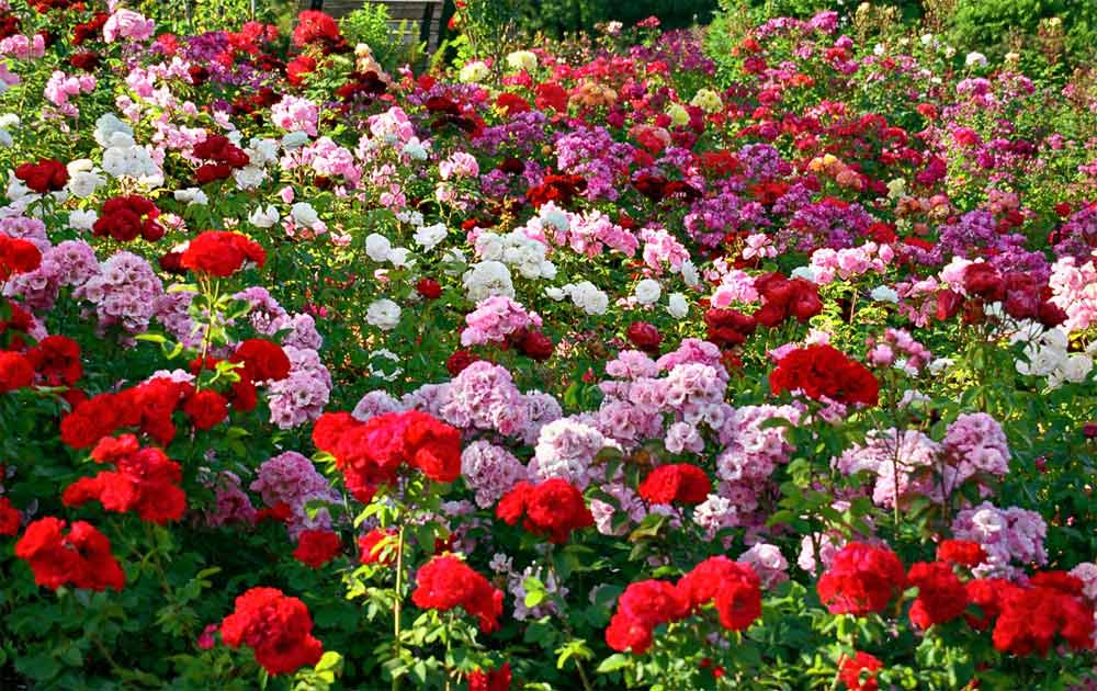Zakir Hussain Rose Garden